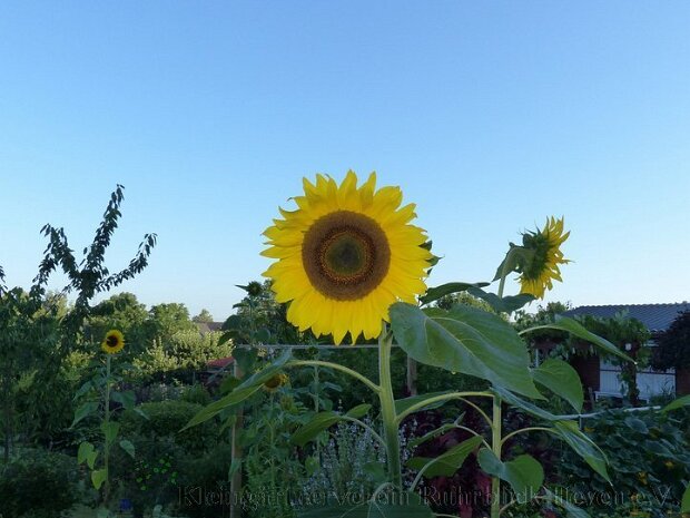 Fauna, Flora und Tiere
